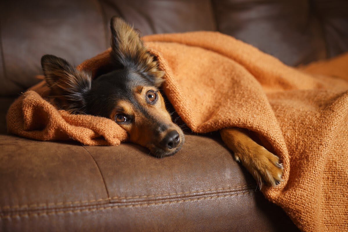 Is Your Dog Stressed? Signs of Stress in Dogs to Watch For